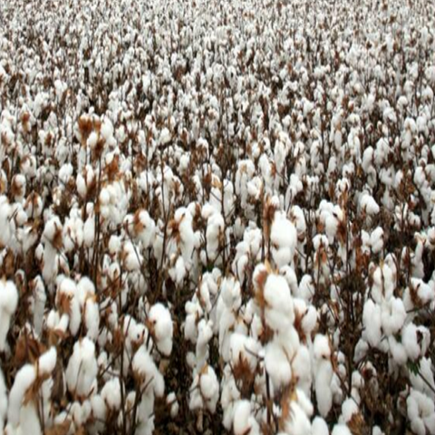 ORGANIC COTTON (vs. CONVENTIONAL COTTON)