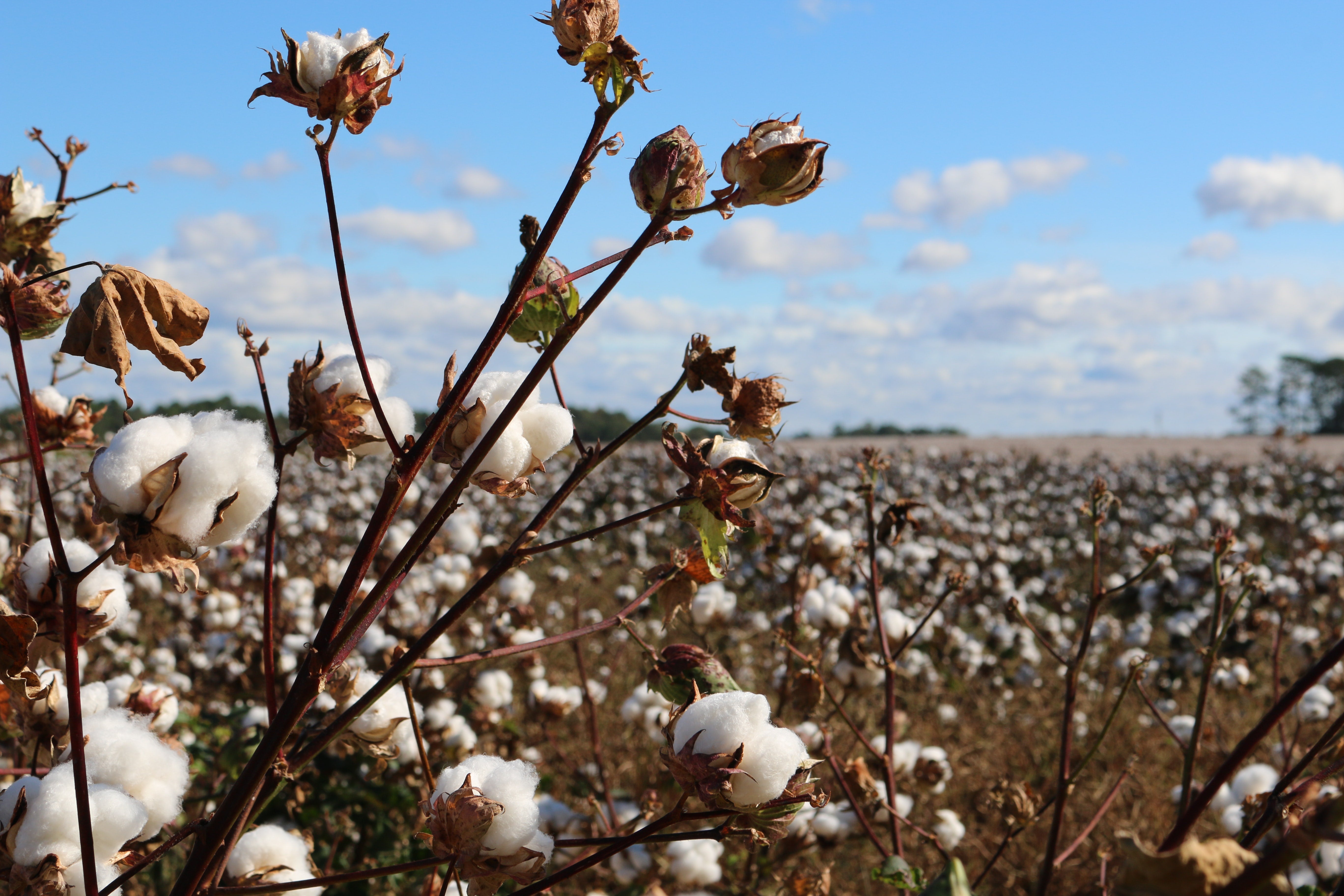 TEXTILE FROM EARTH